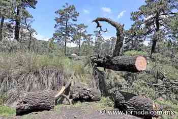 El camino viejo a Cuernavaca, fiel reflejo del descaro con que actúan talamontes - La Jornada