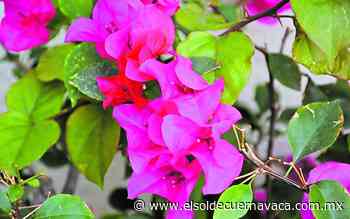 Bugambilia, la bella flor que adoptó Cuernavaca - El Sol de Cuernavaca