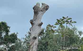 Pino morto in piazza Ischia diventerà opera d'arte - Agenzia ANSA