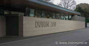 Dublin Zoo whistleblower allegations of animal mistreatment will be subject to 'full investigation' - Irish Mirror