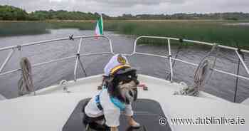 Meet the Dublin dog representing the capital in the 'Nose of Tralee' - Dublin Live