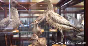 Dublin's Dead Zoo comes back to life: 'You can see how beautiful animals are when they are dead' - The Irish Times