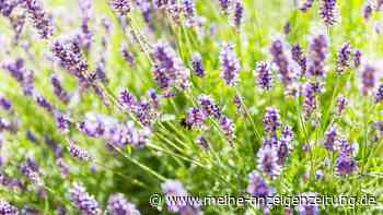 Lavendel schneiden: Drei Fehler, die Sie um seine prächtige Blüte bringen
