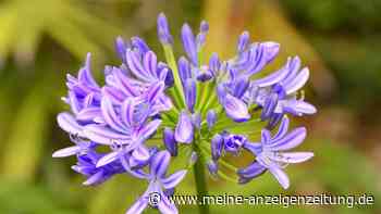 Lilie blüht nicht: Der Standort ist bei Agapanthus entscheidend