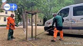 Laatzen: Stadt lagert Bewässerungssäcke ein und gießt Bäume per Hand - HAZ