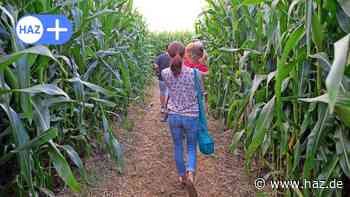 Laatzen: Erstes Maislabyrinth eröffnet beim Erdbeerhof Meyer in Gleidingen - HAZ