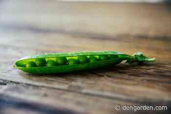 Gardener’s Hack for Planting Peas Is Perfect - DenGarden