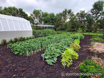 Gardener anticipates a great harvest this year - SteinbachOnline.com
