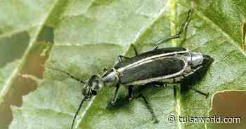 Master Gardener: Identify garden pests through bite marks - Tulsa World