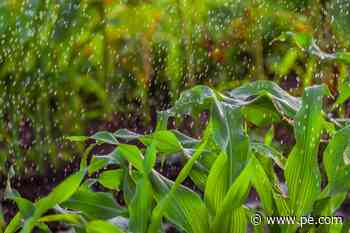 Master Gardener: Is it worth trying to grow corn in my garden? - pe.com