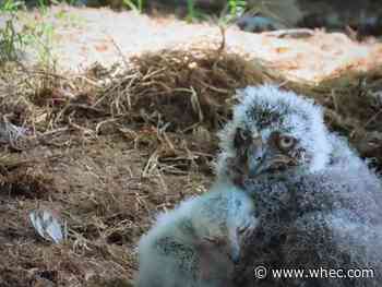 Snowy owl babies born at Seneca Park Zoo