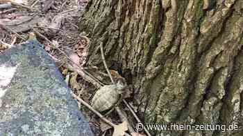 Fund einer Handgranate - Koblenz & Region - Rhein-Zeitung