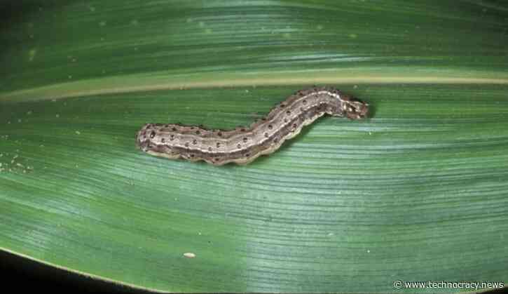 Novavax Injections Includes Insect, Baculovirus Proteins Plus DNA