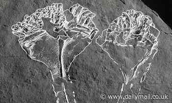 560-million-year-old fossil named after David Attenborough was the first animal predator on Earth