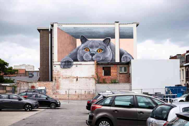 Grijze kater waakt over auto’s op parking Albert Heijn