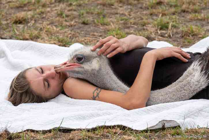 Bekendste struisvogel ter wereld is weer thuis: “Ik voel me opnieuw compleet”