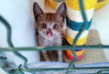 Les gendarmes du Var sauvent un chaton coincé sous un capot à Brignoles