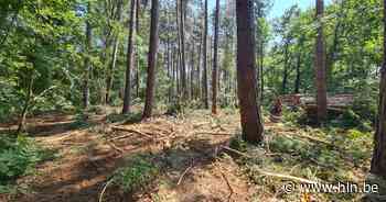 Ongerustheid over bomenkap in Halse bossen | Zoersel | hln.be - Het Laatste Nieuws