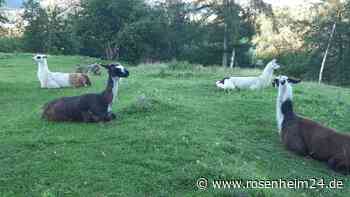 Tiermörder in Oberaudorf? Polizei rätselt über erschlagenes Lama am Schloßberg