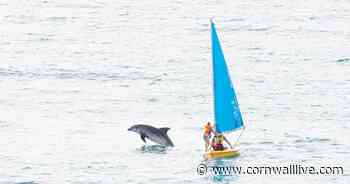Friendly dolphin 'John' getting too close to people in Cornwall - Cornwall Live
