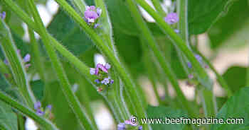 Could high temperatures, drought hammer 2022 corn, soybeans?