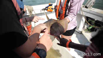 Sea Camp offers kids hands on experience learning about the ocean