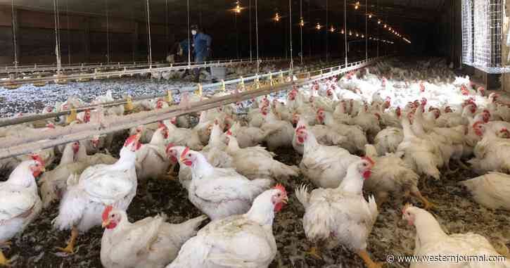 In Midst of Growing Food Crisis, Feds Suing Three of America's Biggest Chicken Companies