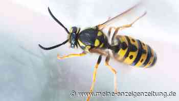 Wespen vertreiben: Einfache Tricks halten die lästigen Tiere auf Abstand