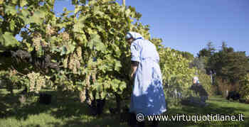 “VINI D’ABBAZIA”, DA PRIVERNO PARTE UN EVENTO CHE RACCONTA LE STORIE VITIVINICOLE DELLE ABBAZIE - Virtù Quotidiane