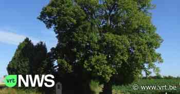 Boom in Duisburg maakt kans op titel Boom van het Jaar 2022 - VRT NWS