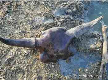 Trovato lungo il Po e abbandonato cranio di bisonte della steppa. Il museo di S. Daniele, luogo al mondo, con il maggior numero di fossili di questa specie - Cremona Sera