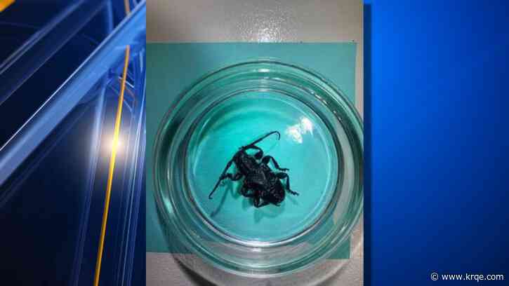 Border officers find banned beetle in shipment of agave leaves