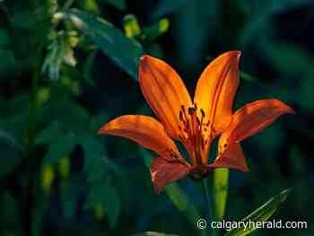 On the Road: No fish - Calgary Herald