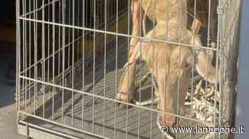 Marina di Pisa, una pecora a passeggio sul lungomare - LA NAZIONE