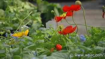 Sonnenberg Gardens has new gateway entrance