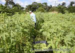 Prefeitura lança Cadastro do Agricultor Familiar Municipal - Prefeitura de Alagoinhas (.gov)