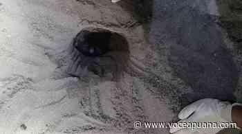 Un altro nido di tartaruga sulla spiaggia di Marina di Massa - La Voce Apuana