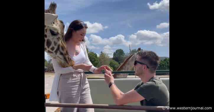 Watch: Safari Park Proposal Goes Wildly Wrong After a Giraffe Joins In, Leaves Woman in Neck Brace