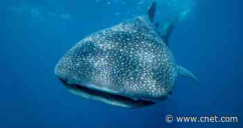 Scientists Discover the World's Largest Omnivore, and It's a Fish     - CNET