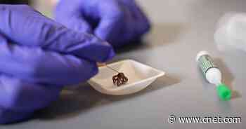 Researchers Turn Dead Spiders Into 'Necrobotic' Grippers     - CNET