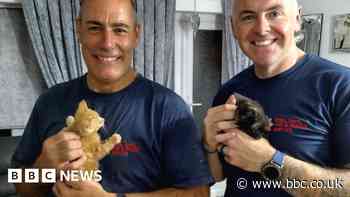 Witham: Two kittens rescued after getting stuck behind toilet