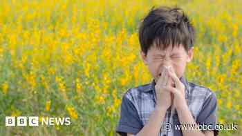 Is hay fever getting worse in the UK?