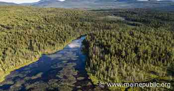 Forest Society of Maine announces 8000-acre conservation easement adjacent to Canadian border - Maine Public