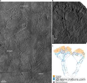 A crown-group cnidarian from the Ediacaran of Charnwood Forest, UK - Nature.com
