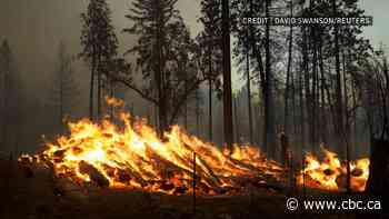Wildfire rips through forest near California's Yosemite National Park - CBC.ca
