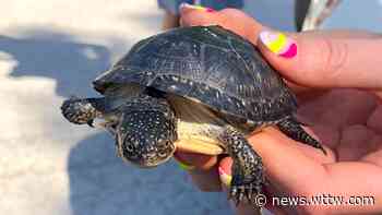 Endangered Blanding's Turtles Given Head Start on Survival Before Cook County Forest Preserve Release - WTTW News