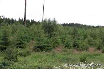 The forest comes back - Forestry.com