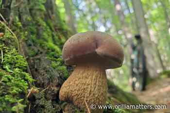 CHEF'S TABLE: On the hunt for 'treasures of the forest' - OrilliaMatters