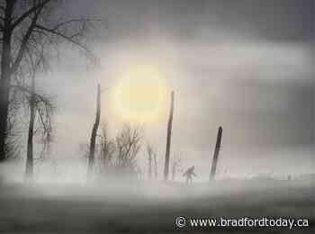 WATCH: Searching for Sasquatch, one Ontario forest at a time - BradfordToday