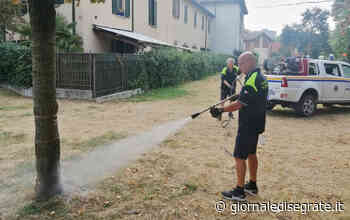 Siccità, i volontari della Protezione civile di Segrate in campo per salvare le piante in sofferenza - Giornale di Segrate